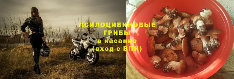 Псилоцибиновые грибы Psilocybe  купить закладку  Мамадыш 